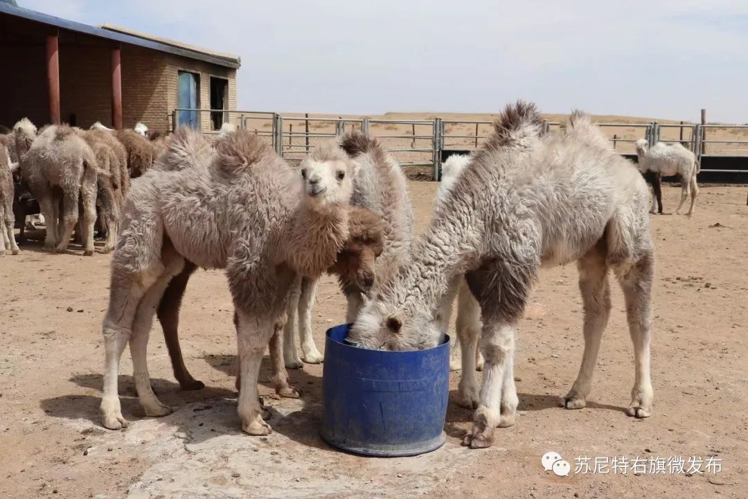 致富养殖风格有哪些_致富养殖各种风格_致富养殖风格图片