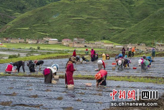 壤塘县尕多乡蔬菜基地种植大蒜。