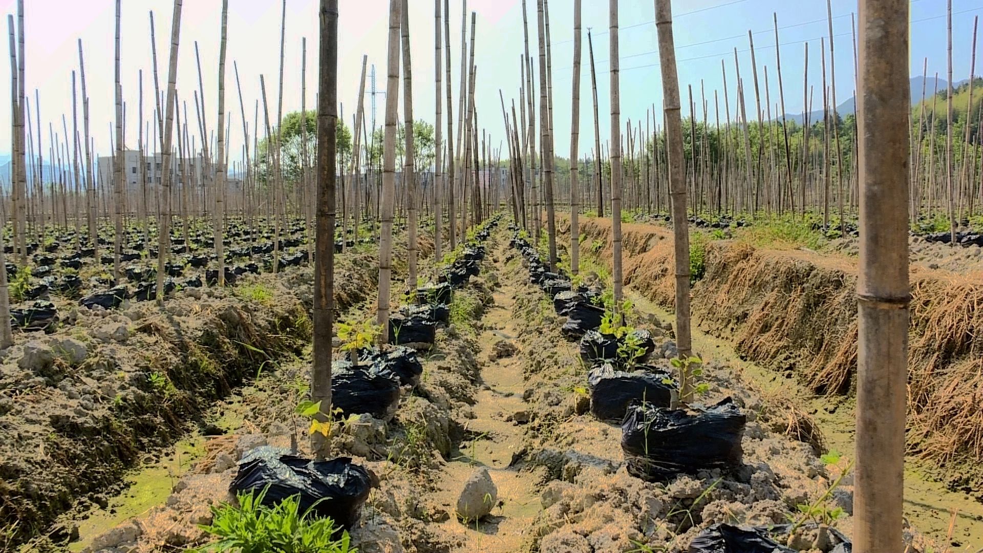 种植葛根致富_致富种植葛根视频_种植葛根的前景与利润