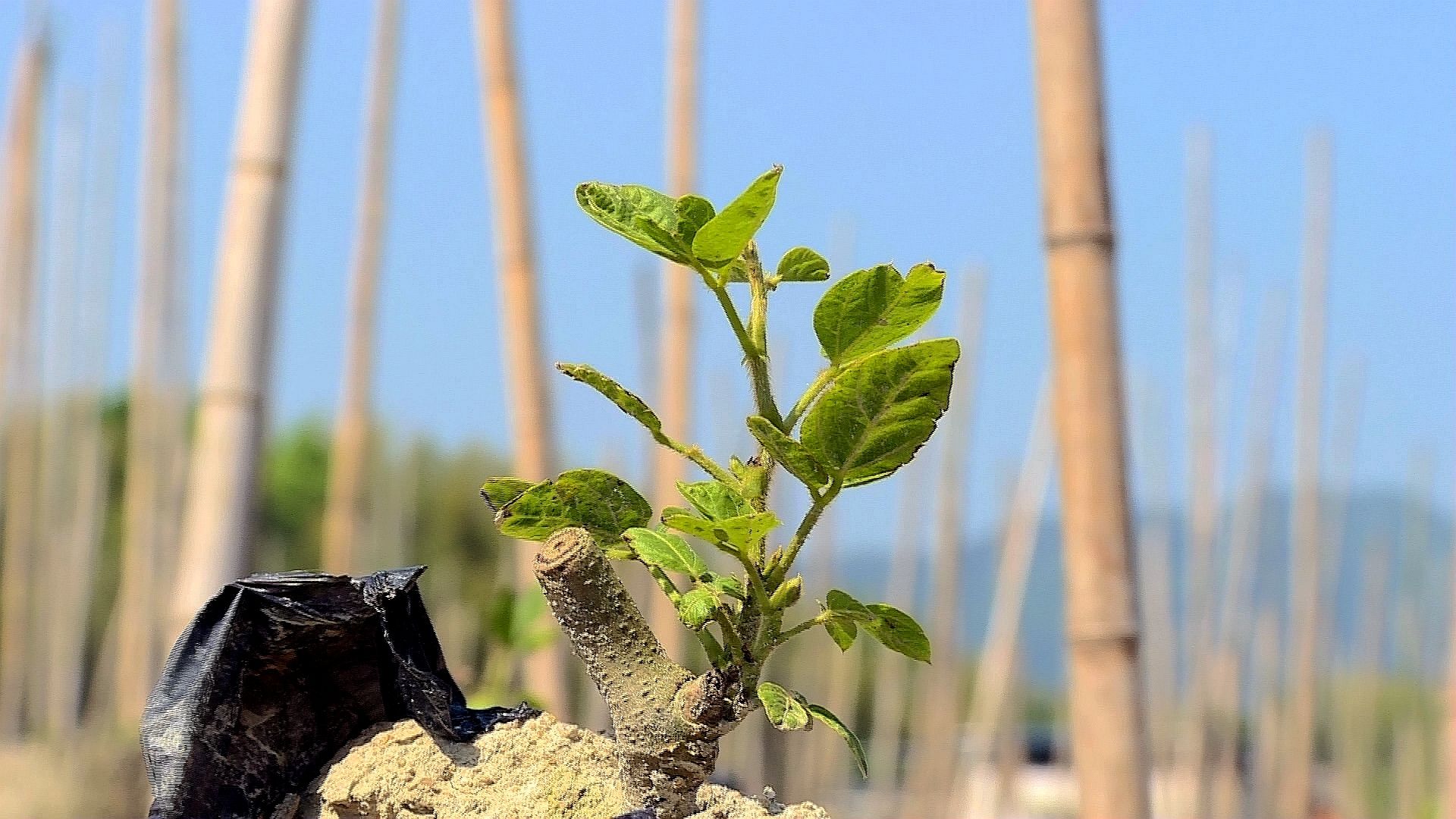 种植葛根致富_致富种植葛根视频_种植葛根的前景与利润