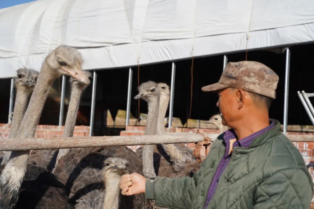 二二二团：鸵鸟“鸵”起致富梦 特色养殖助振兴