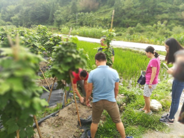 种植葛根的前景与利润_葛根种植技术致富经_种植葛根致富