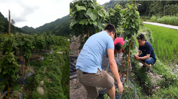 种植葛根的前景与利润_种植葛根致富_葛根种植技术致富经