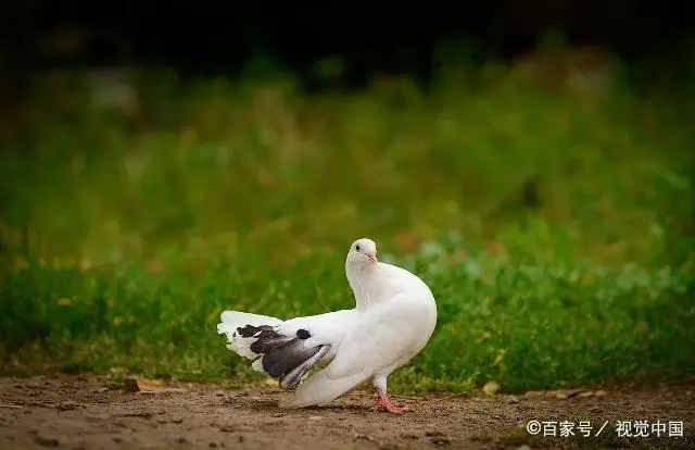 回乡创业的特色养殖项目，很赚钱，快来看看吧