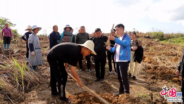 致富种植油桐图片大全_种植油桐致富_油桐种植效益