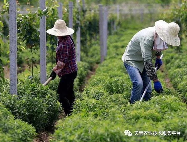 种植中药材为什么不赚钱呢？