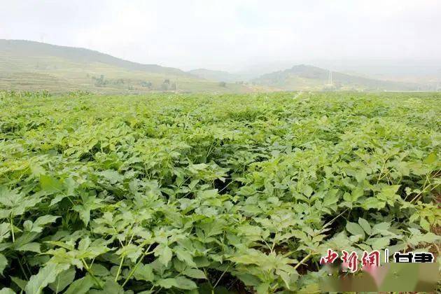 致富经半夏种植技术图一_半夏种植条件及技术要点_半夏种植赚钱吗