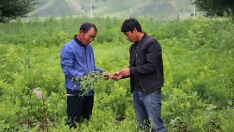 药材种植种出致富“良方”