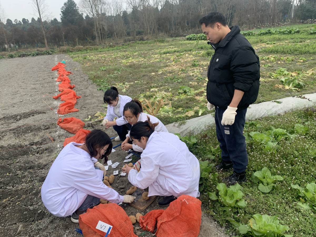 冬季种的土豆什么时候开始收_冬季土豆什么时候下种_土豆冬季种植技术