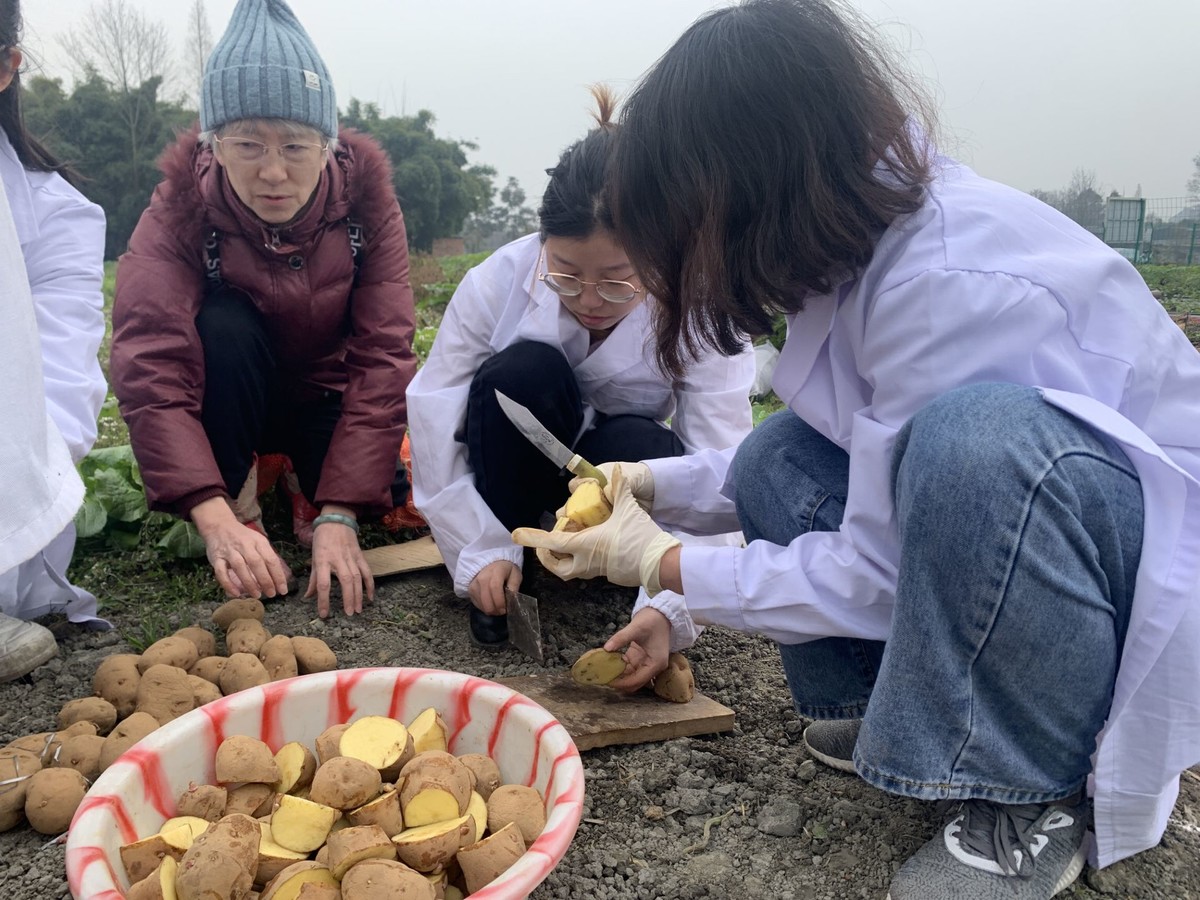 冬季土豆什么时候下种_冬季种的土豆什么时候开始收_土豆冬季种植技术