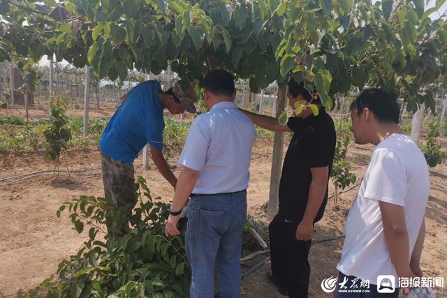 上海种植猕猴桃技术怎么样_上海种植猕猴桃技术条件_上海猕猴桃种植技术