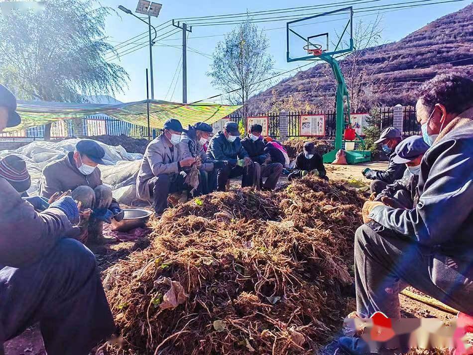 种植药材致富技术_致富药材种植技术有哪些_中药材种植致富经