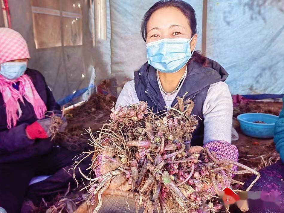 中药材种植致富经_种植药材致富技术_致富药材种植技术有哪些