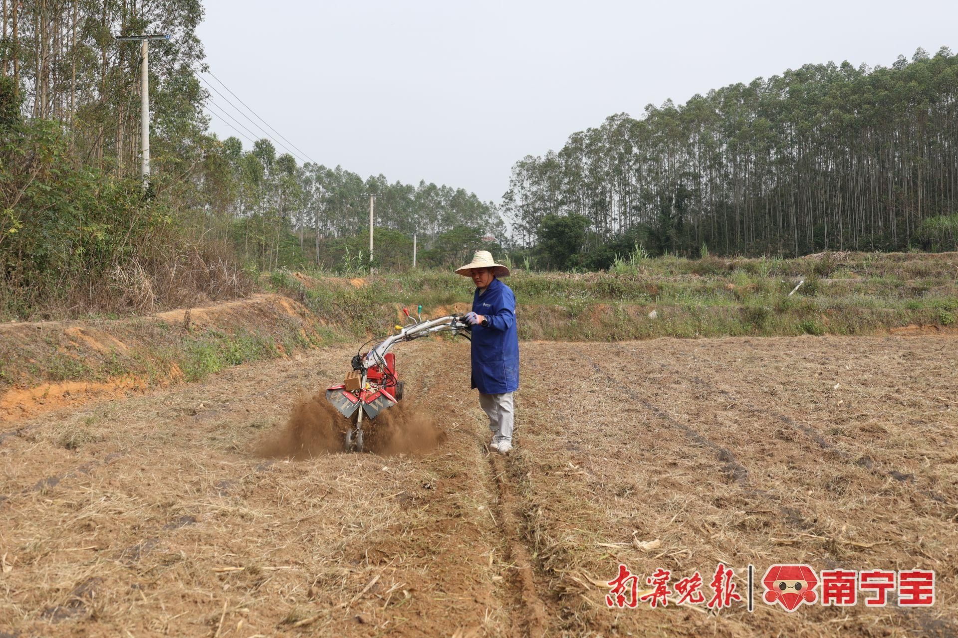 土豆冬季种植技术视频_土豆冬天种植方法_土豆冬季种植技术