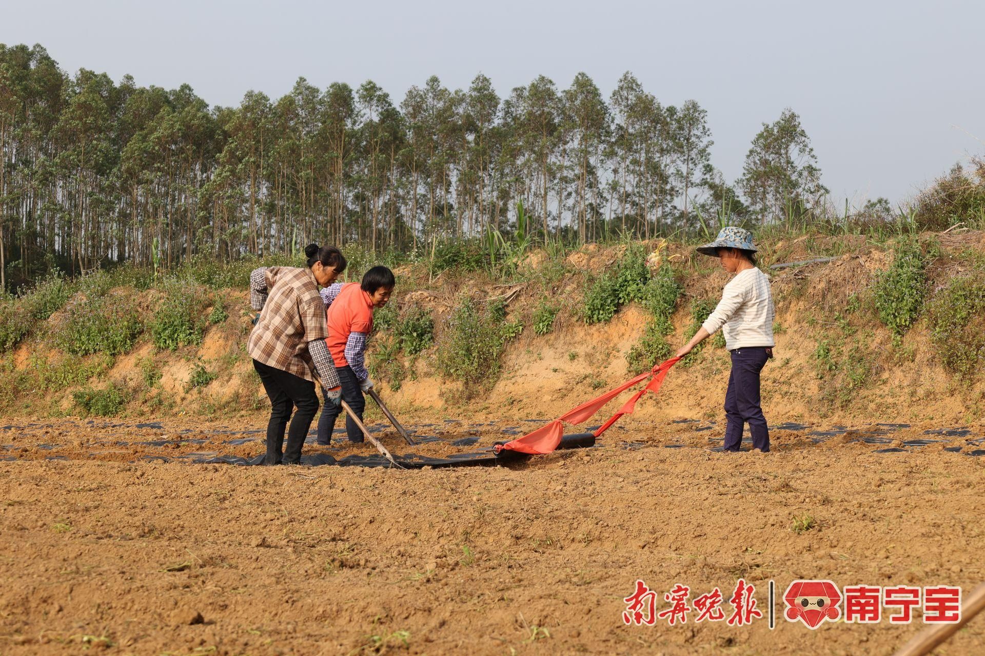 土豆冬季种植技术视频_土豆冬天种植方法_土豆冬季种植技术