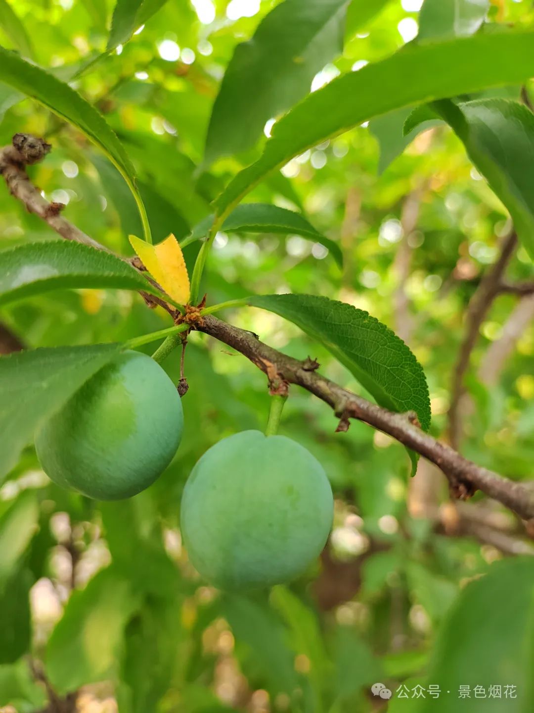 李子（学名：Prunus salicina）