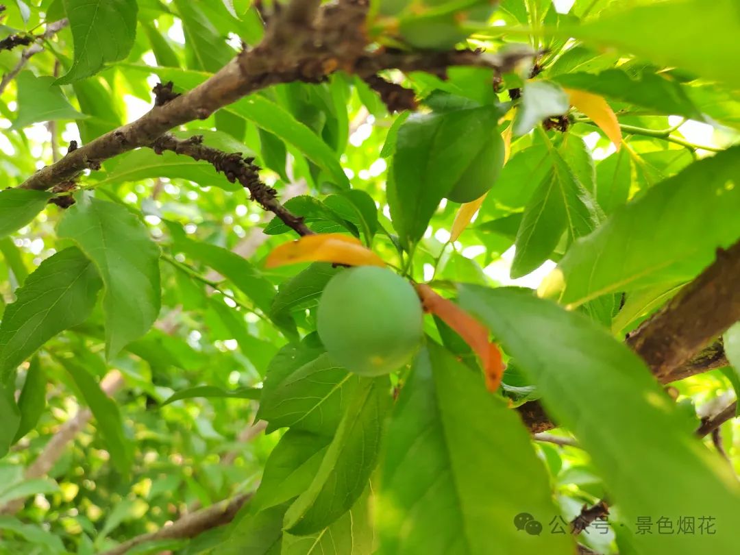 李子种子怎么种植技术_李子种子种植方法_李子种子种植技术视频