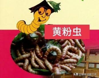 食用昆虫养殖技术_昆虫的养殖技术_昆虫养殖食用技术论文