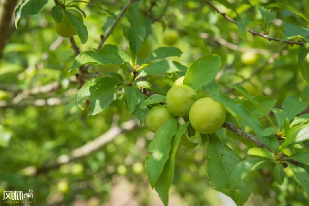 李子种子怎么种植技术_李子种子种植技术视频_李子种子种植方法