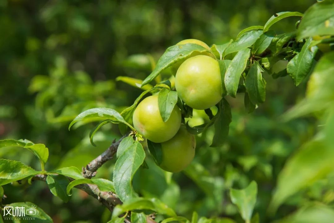 李子种子怎么种植技术_李子种子种植方法_李子种子种植技术视频