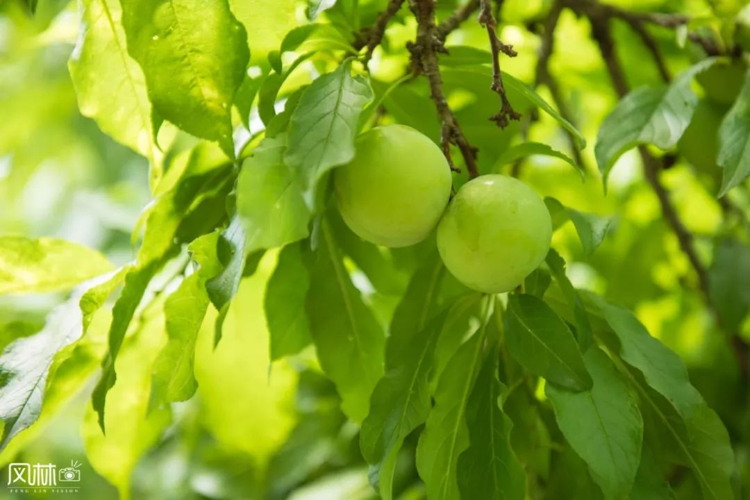 李子种子怎么种植技术_李子种子种植技术视频_李子种子种植方法