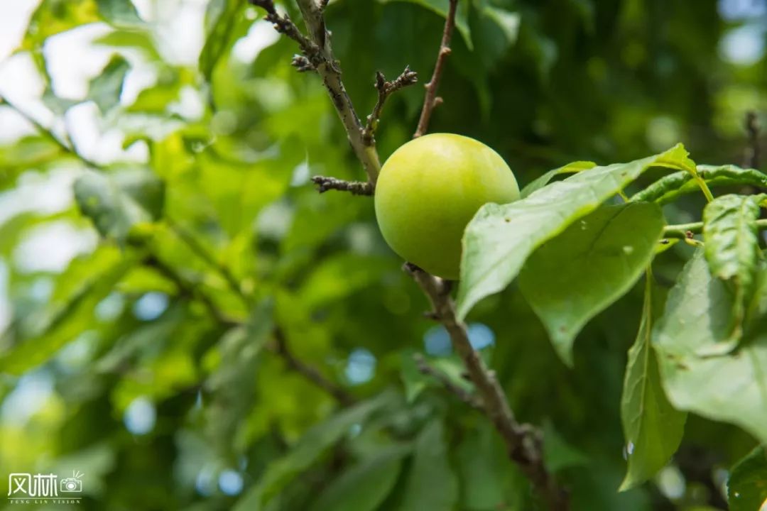 李子种子怎么种植技术_李子种子种植方法_李子种子种植技术视频