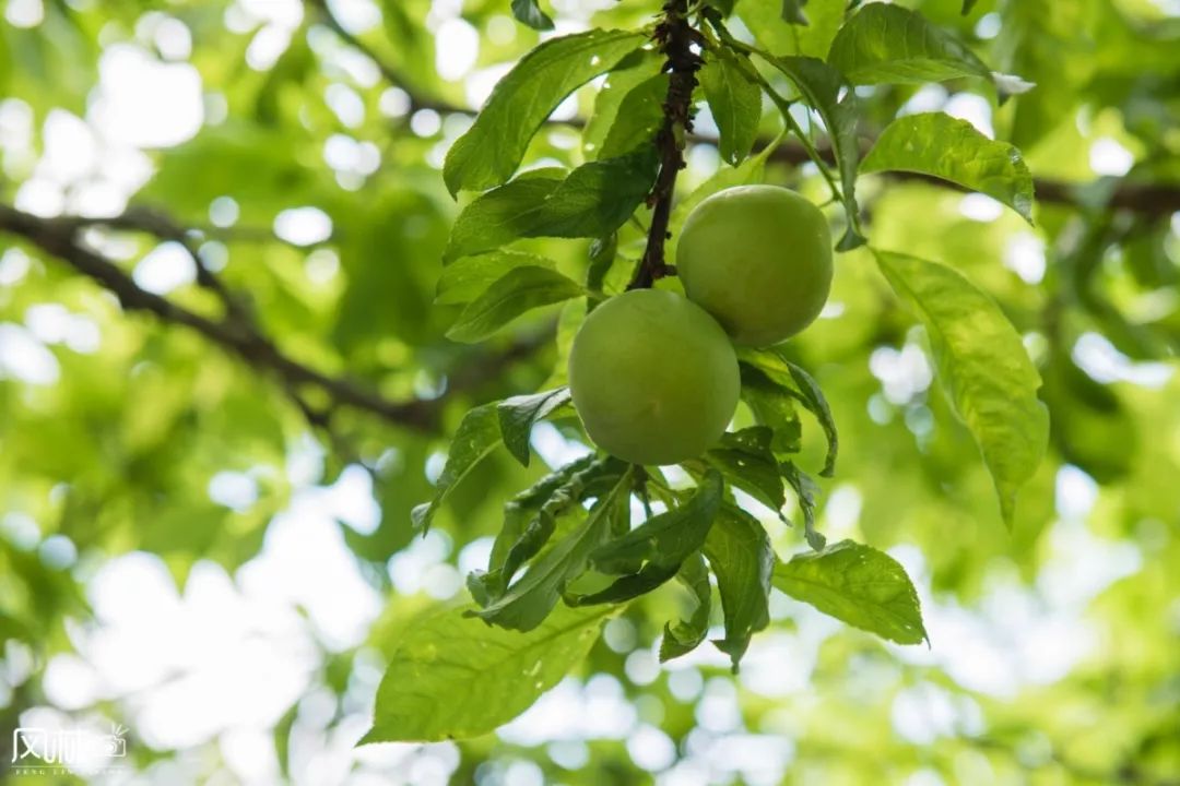 李子种子怎么种植技术_李子种子种植方法_李子种子种植技术视频