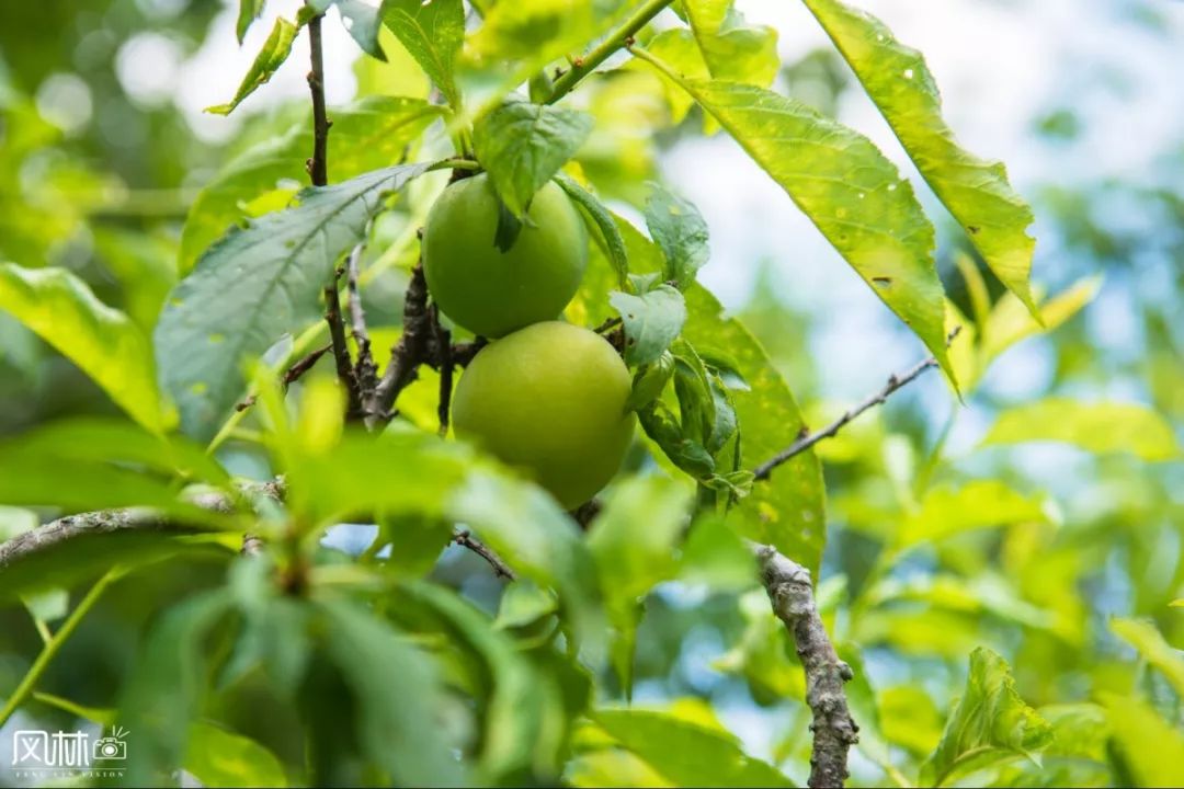 李子种子怎么种植技术_李子种子种植技术视频_李子种子种植方法