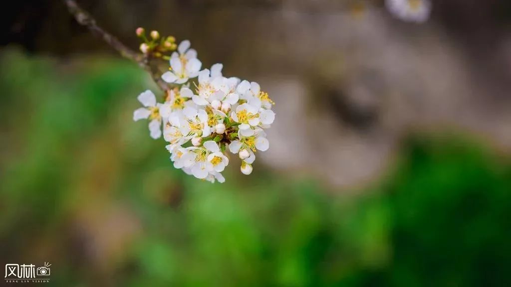 李子种子怎么种植技术_李子种子种植技术视频_李子种子种植方法