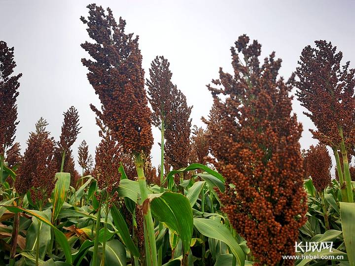 致富经种植黑小麦_小麦致富种植黑叶怎么办_黑小麦种植效益