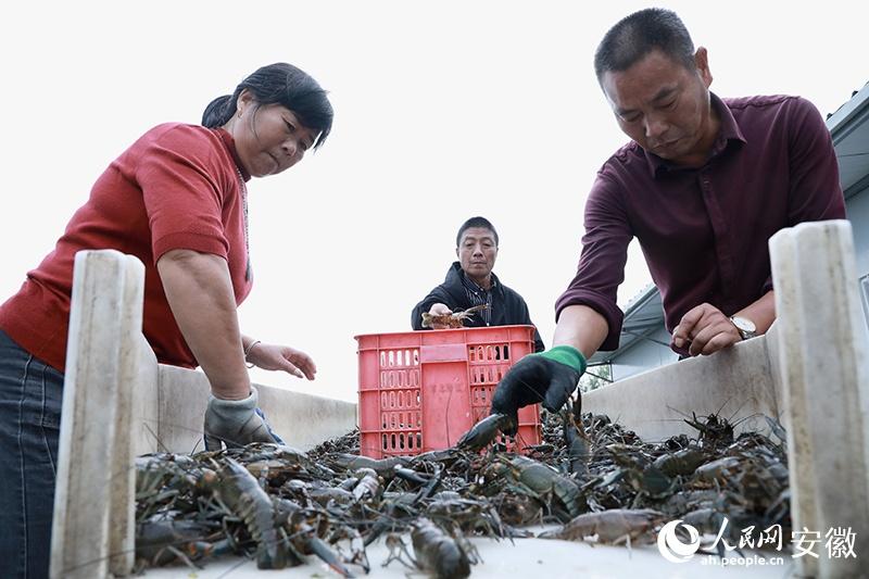 澳洲淡水小龙虾致富经_致富经澳洲龙虾养殖全部视频_致富经澳洲淡水大龙虾养殖