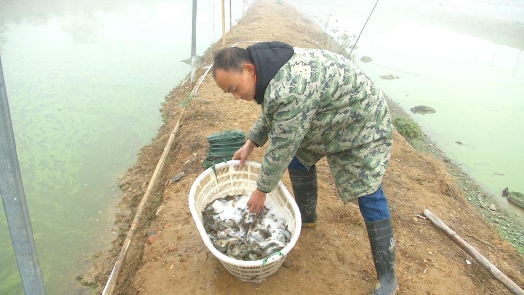 台湾泥鳅养殖成本和利润_全套养殖泥鳅台湾技术提供什么_提供台湾泥鳅全套养殖技术