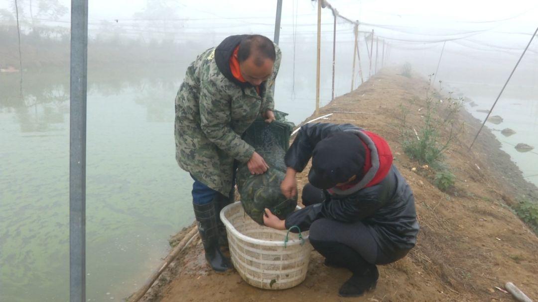 台湾泥鳅养殖成本和利润_提供台湾泥鳅全套养殖技术_全套养殖泥鳅台湾技术提供什么