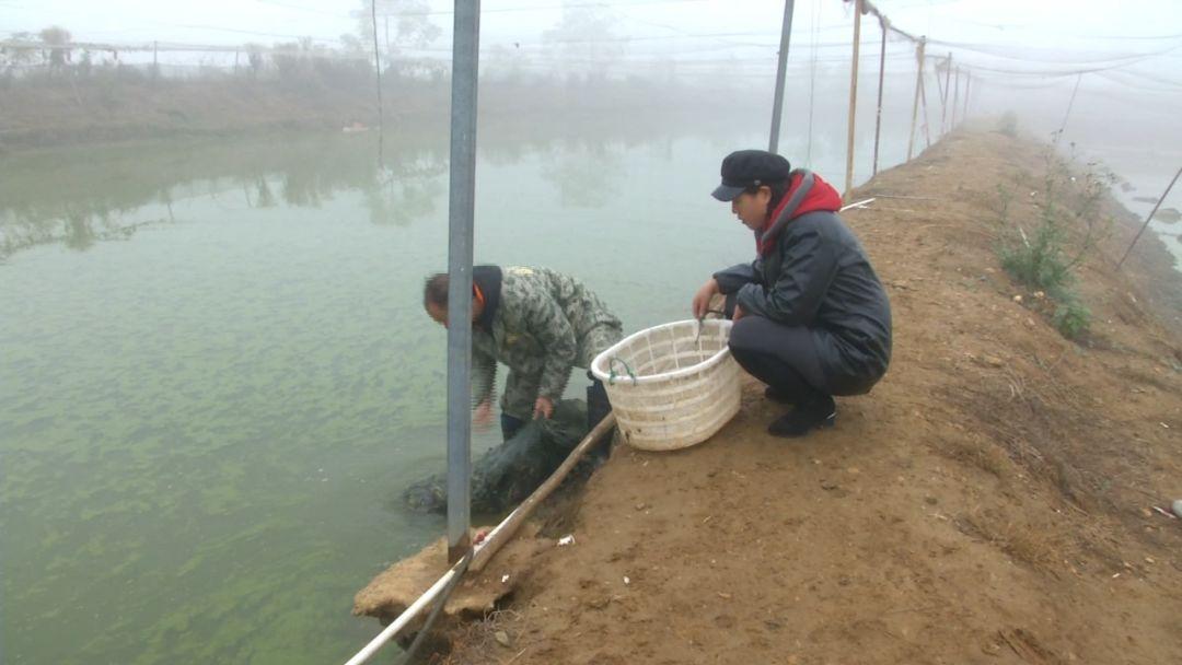 提供台湾泥鳅全套养殖技术_全套养殖泥鳅台湾技术提供什么_台湾泥鳅养殖成本和利润