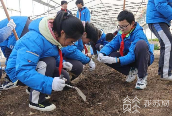 冬季种的土豆什么时候开始收_土豆冬天种植方法_土豆冬季种植技术