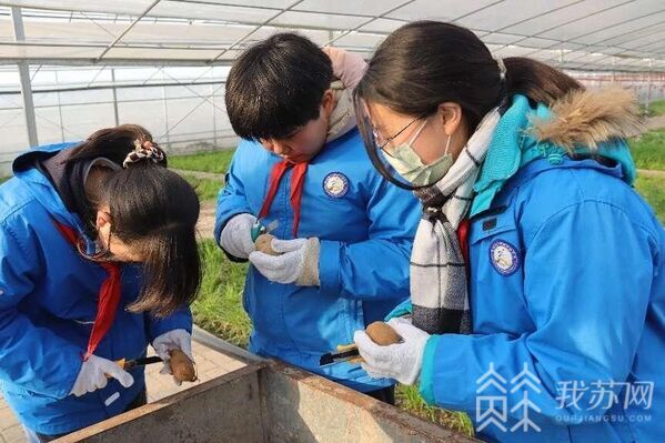 土豆冬季种植技术_土豆冬天种植方法_冬季种的土豆什么时候开始收