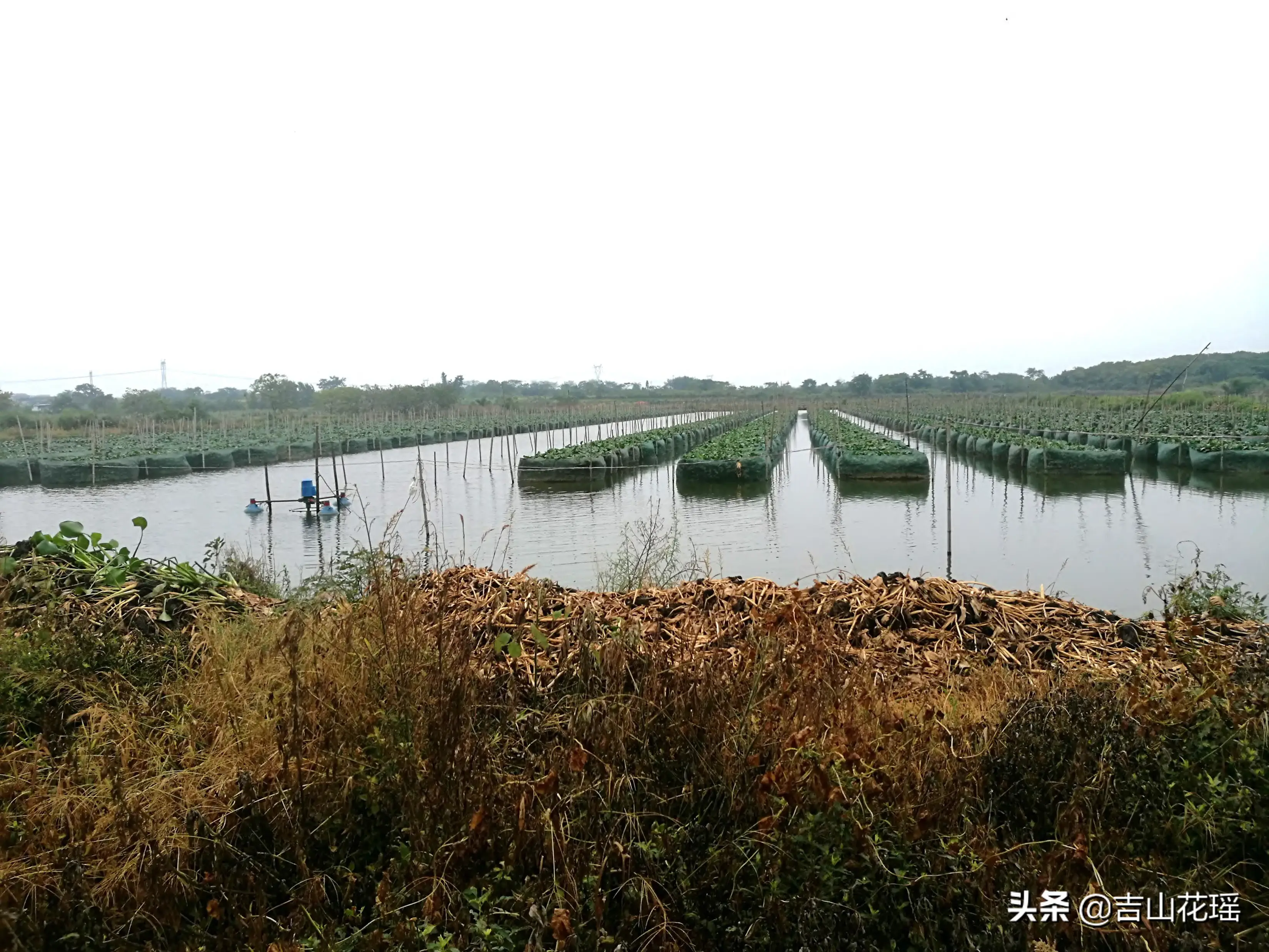 黄鳝池塘网箱健康养殖技术