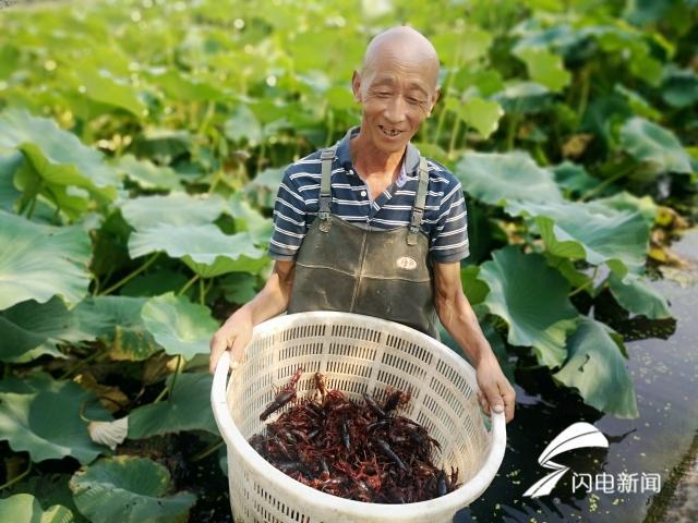 澳洲淡水小龙虾致富经_致富经澳洲淡水龙虾养殖视频_致富经澳洲淡水大龙虾养殖