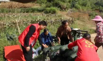 种植冬瓜的技术_冬瓜怎么种植技术_黑冬瓜种植技术视频