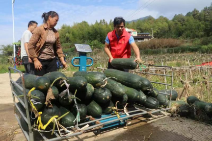 种植冬瓜的技术_冬瓜怎么种植技术_黑冬瓜种植技术视频