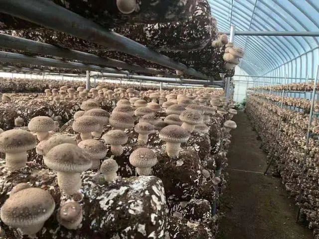 菌菇大棚图片_菌菇种植大棚设备_大棚菌菇种植技术