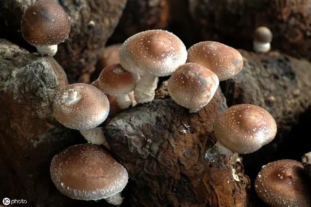 菌菇种植大棚设备_菌菇大棚图片_大棚菌菇种植技术