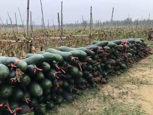 冬瓜栽培技术视频_怎样种植冬瓜给我发几个视频_黑冬瓜种植技术视频