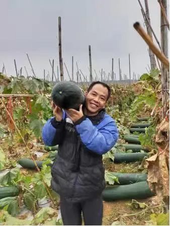 黑冬瓜种植技术视频_怎样种植冬瓜给我发几个视频_冬瓜栽培技术视频