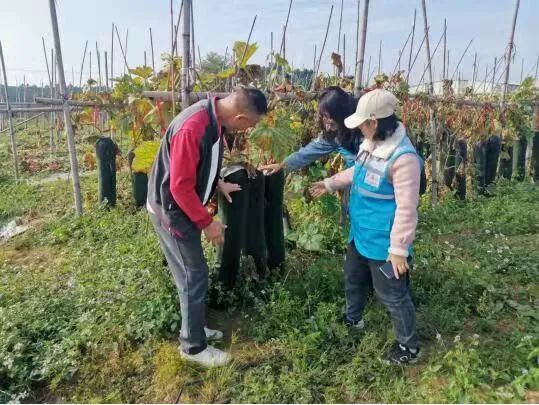 冬瓜栽培技术视频_怎样种植冬瓜给我发几个视频_黑冬瓜种植技术视频