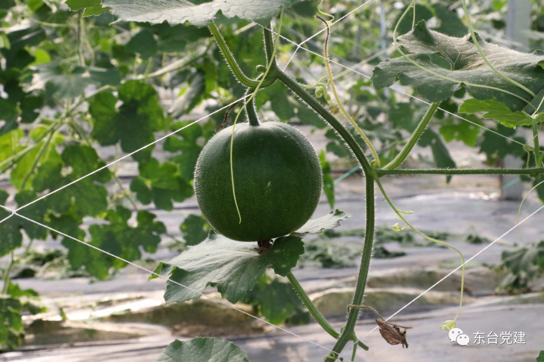 冬瓜种植视频播放_冬瓜高产栽培技术视频_黑冬瓜种植技术视频