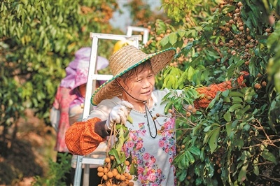 石硖龙眼开摘采收时间可至8月下旬