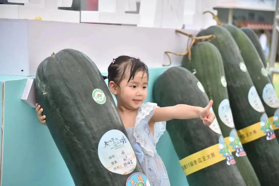 冬瓜栽培技术视频_黑冬瓜种植技术视频_冬瓜种植技术与管理视频