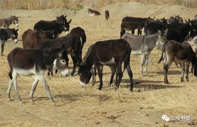 养殖香猪技术要求_香猪养殖技术吧_养殖香猪技术视频