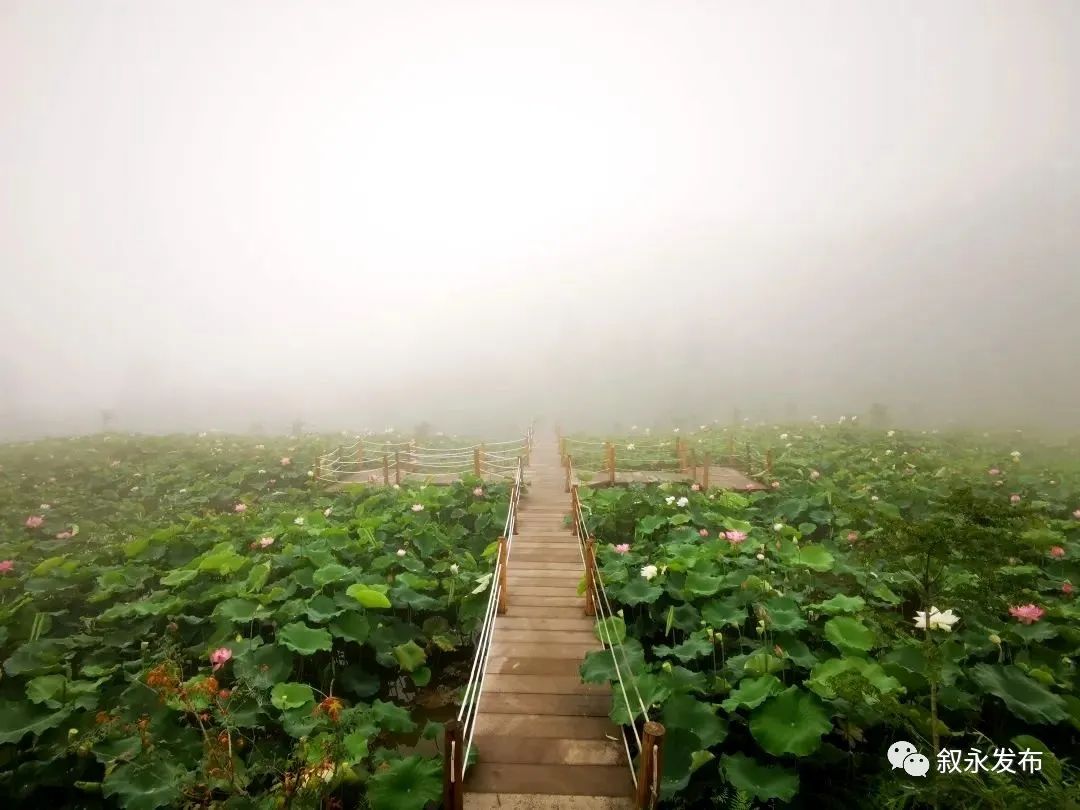 致富经种植莲蓬_致富种植莲蓬视频_致富种植莲蓬怎么样